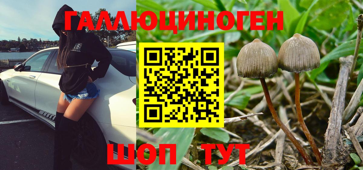 Тамбов  Галлюциногенные грибы Cubensis  Вход с VPN 